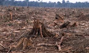 image from How You Can Help Stop Deforestation