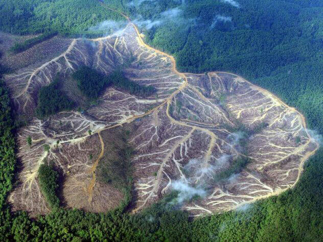 Amazon deforestation