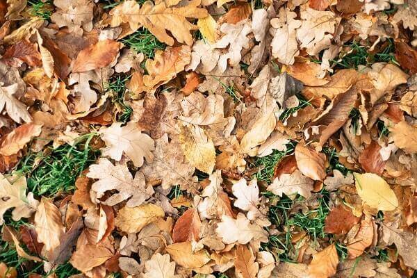 image from The Best Reason to Never Rake Your Leaves Again