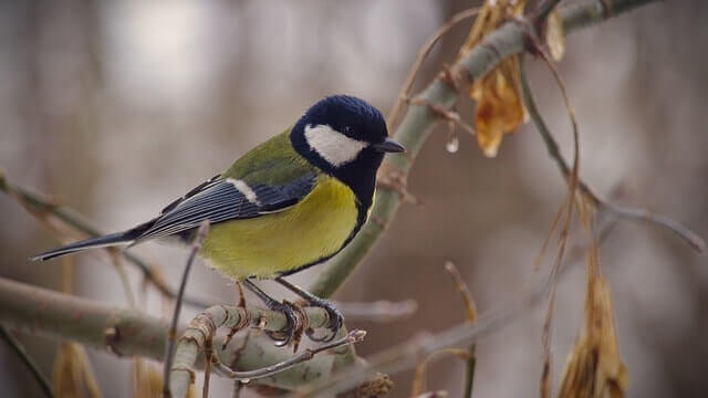 image from How You Should Be Feeding Birds All Year Long