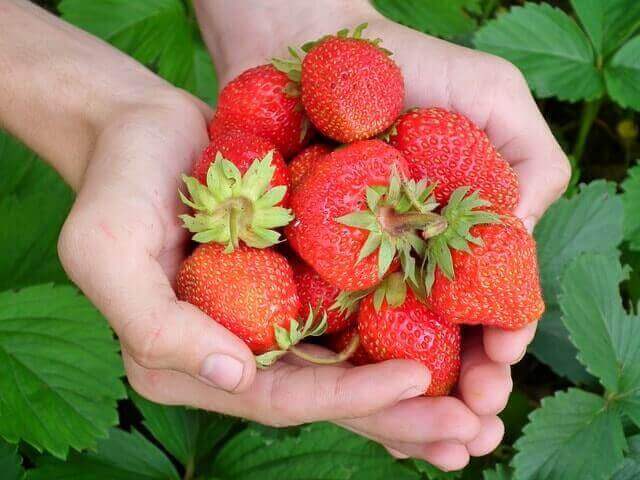 image from Scrumptious Strawberry Recipes Ripe for the Picking